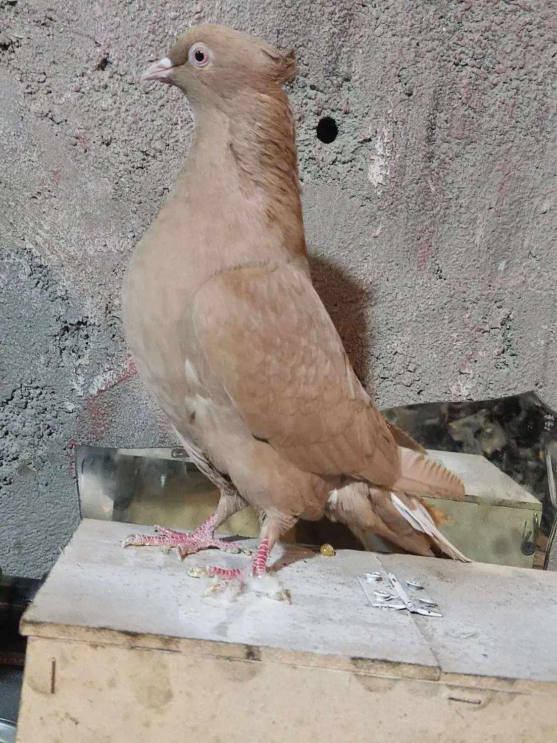 ماده دم سفید|پرنده|قائن, |دیوار