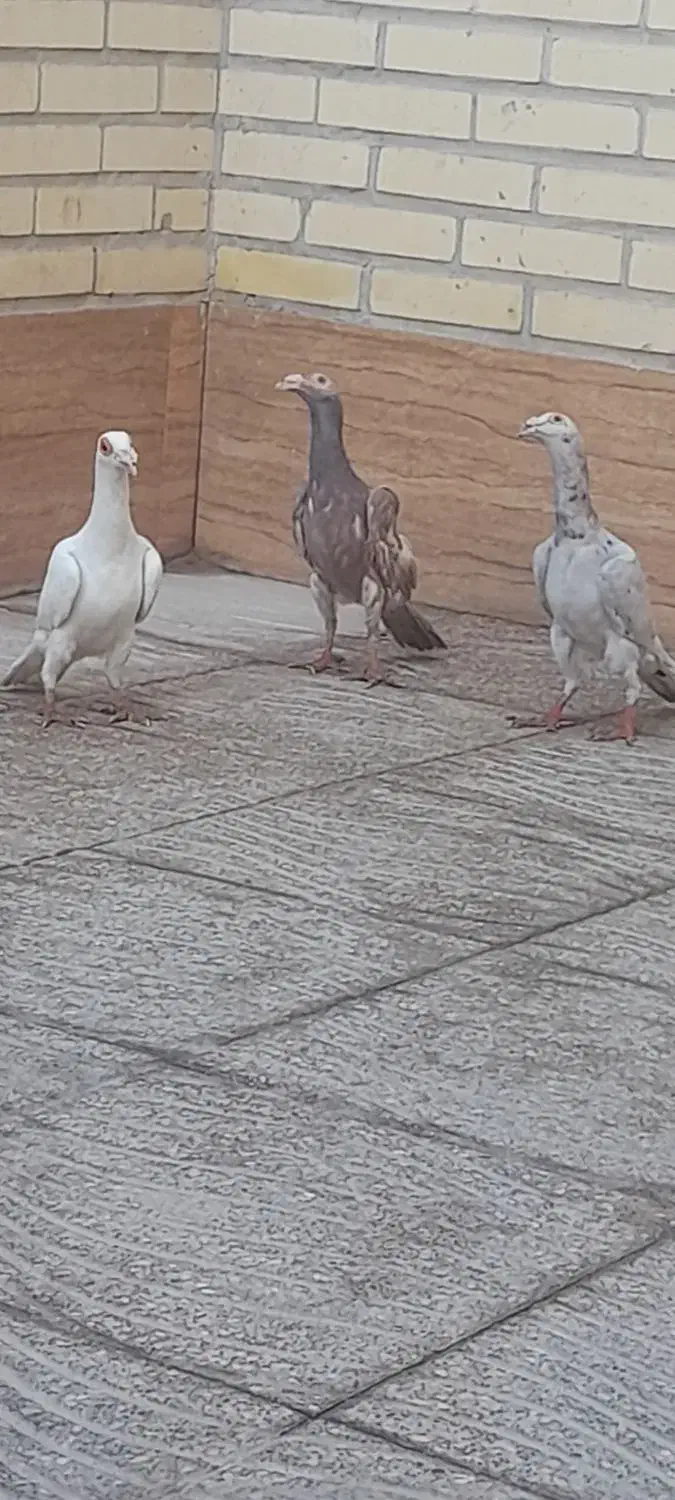 کبوتر کاریر|پرنده|حمیدیا, |دیوار