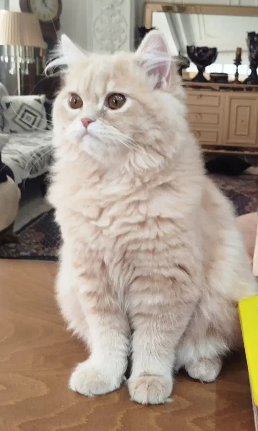 گربه فروشی|گربه|اردبیل, |دیوار