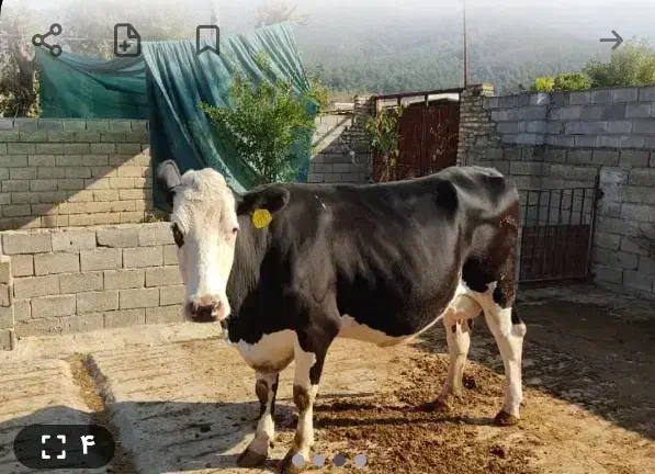 گاو|حیوانات مزرعه|رامیان, |دیوار