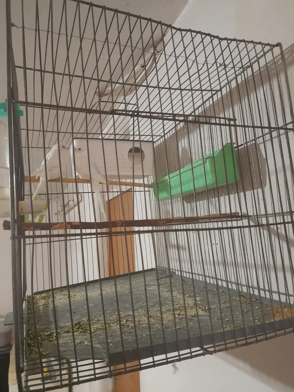 یک جفت مرغ عشق جوان|پرنده|بهار, |دیوار