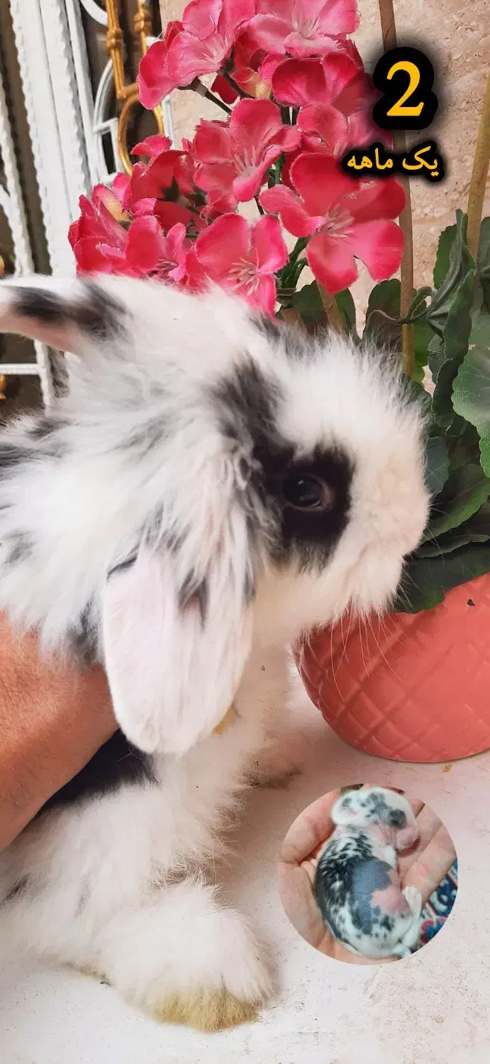 خرگوش مینی لوپ اصل|موش و خرگوش|قرچک, صالح آباد|دیوار