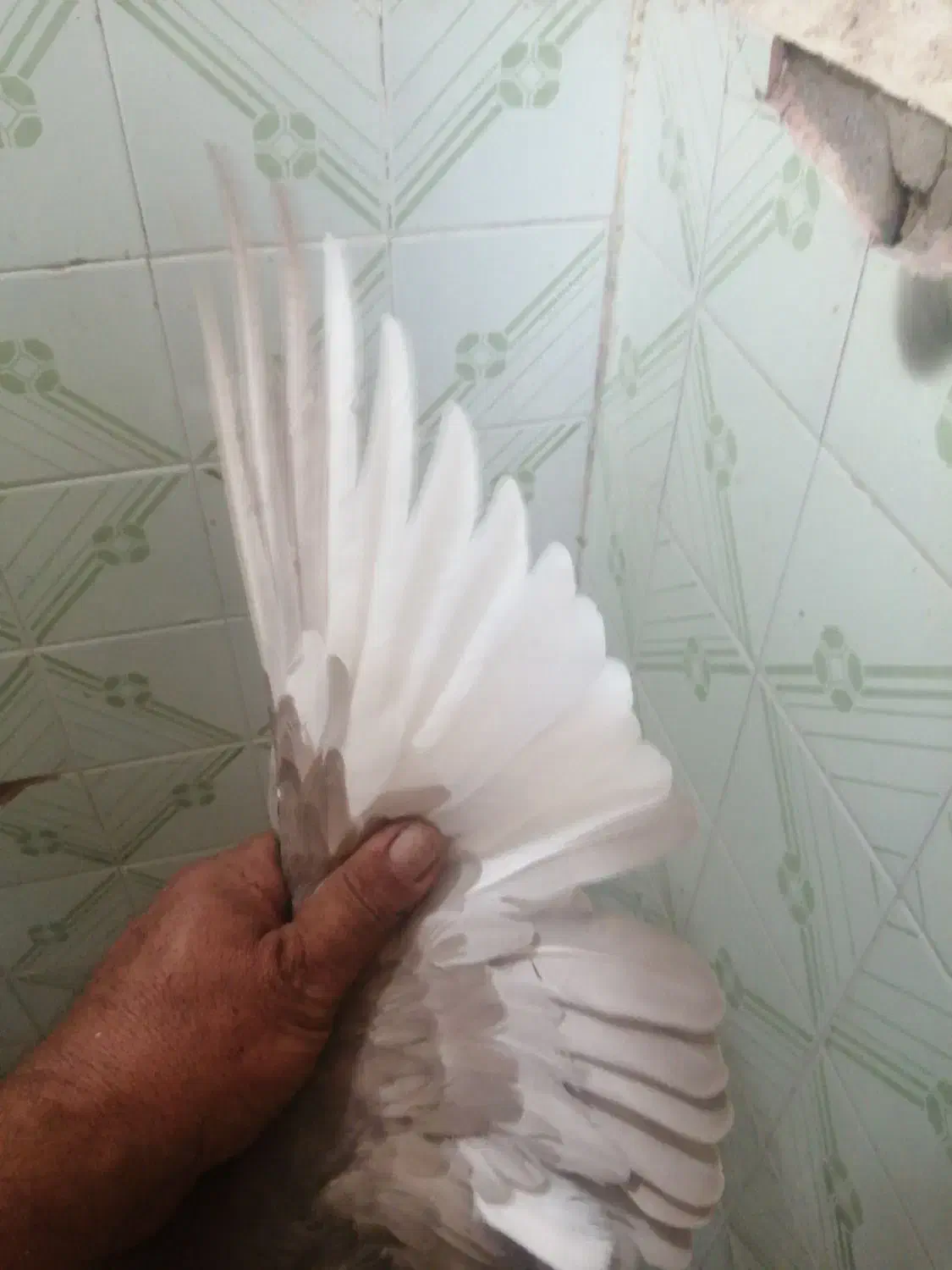 کفتر جفتی|پرنده|شیراز, شهرک والفجر|دیوار