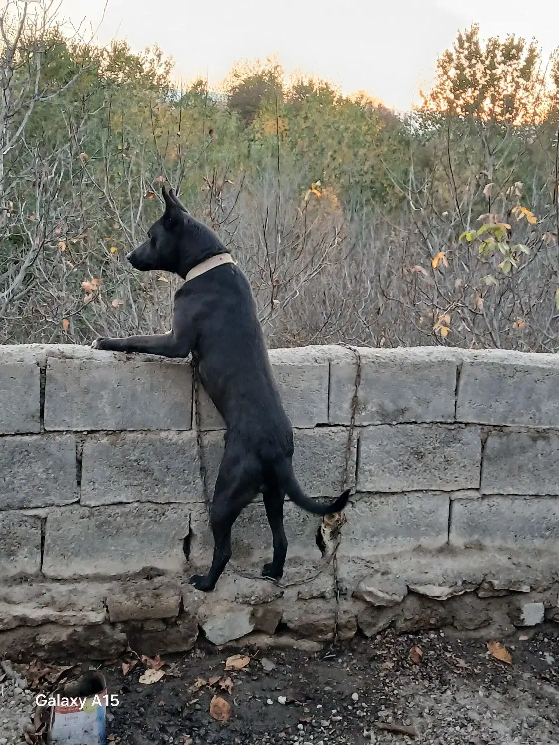 حیوان خانگی جانی|سگ|مشگین شهر, |دیوار