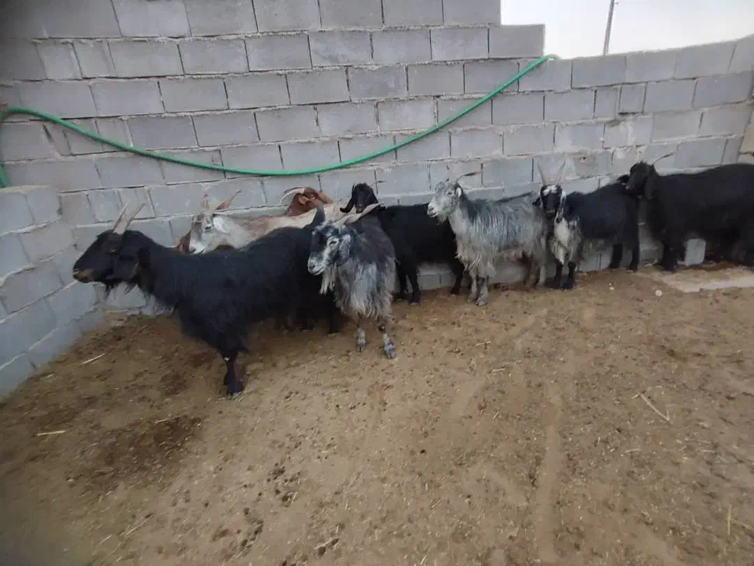 بز.کهره .میش|حیوانات مزرعه|مرودشت, استادیوم‎|دیوار