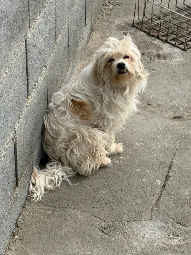 واگذاری تعدادی سگ شیتزو|سگ|صفادشت, |دیوار