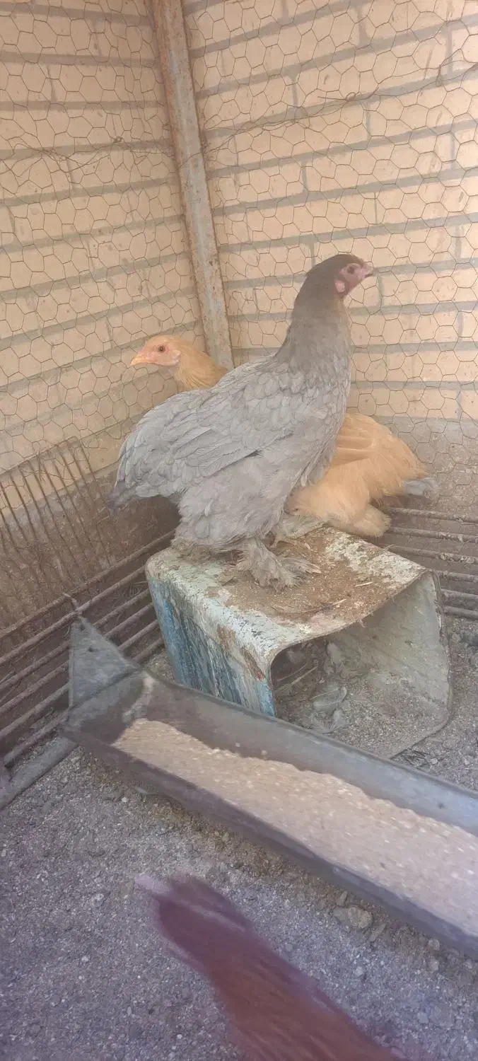 3عد مرغ 3عددخروس برهما|حیوانات مزرعه|مهریز, |دیوار