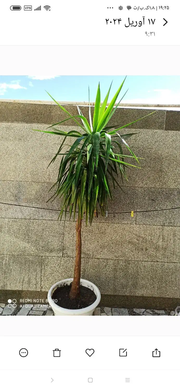 یوکا،تنه درختی|گل و گیاه طبیعی|دهدشت, |دیوار