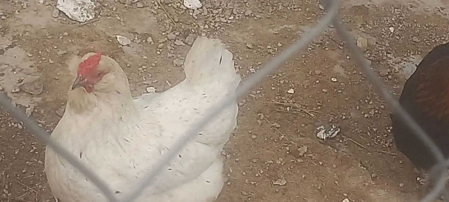 مرغ|حیوانات مزرعه|صائین قلعه, |دیوار