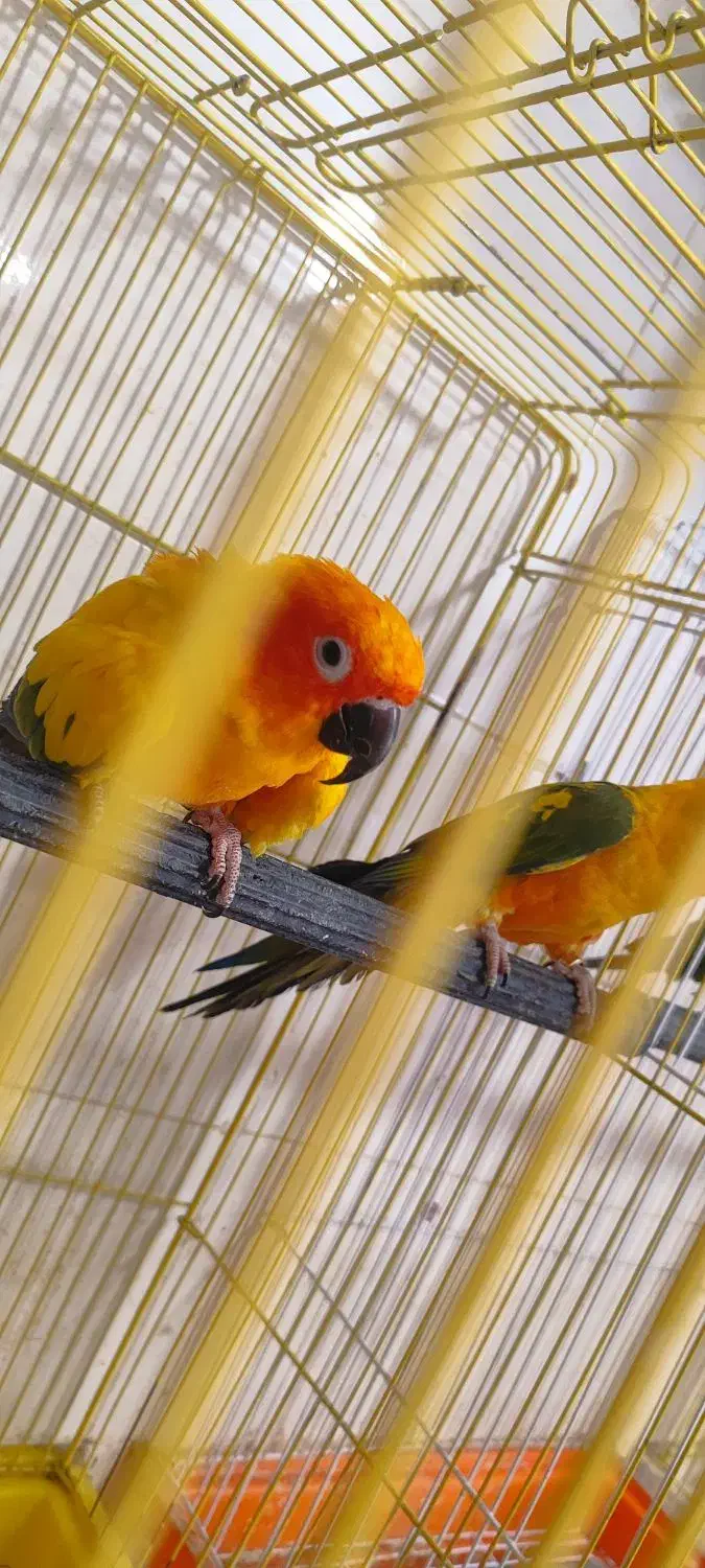 جفت خورشیدی|پرنده|ساری, |دیوار