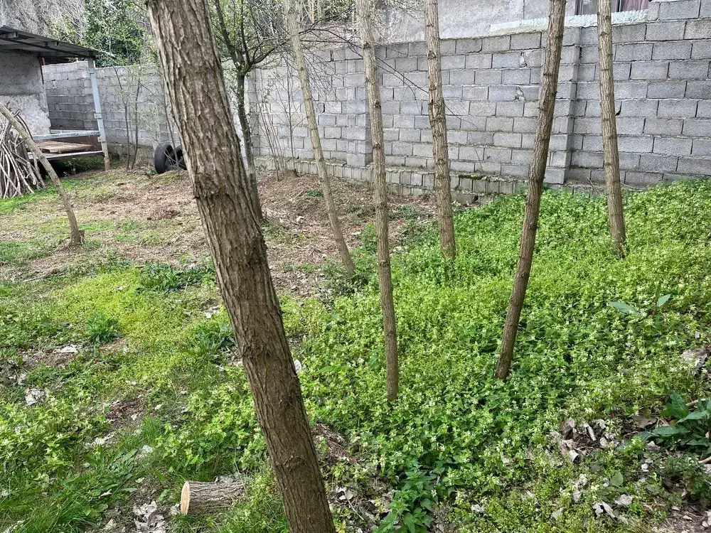 زمین مسکونی سند ششدانگ کندلات(امامزاده هاشم گیلان)|فروش زمین و ملک کلنگی|توتکابن, |دیوار