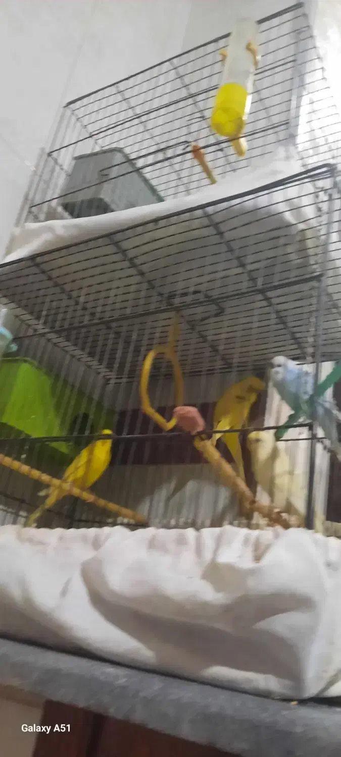 مرغ عشق|پرنده|اردبیل, |دیوار