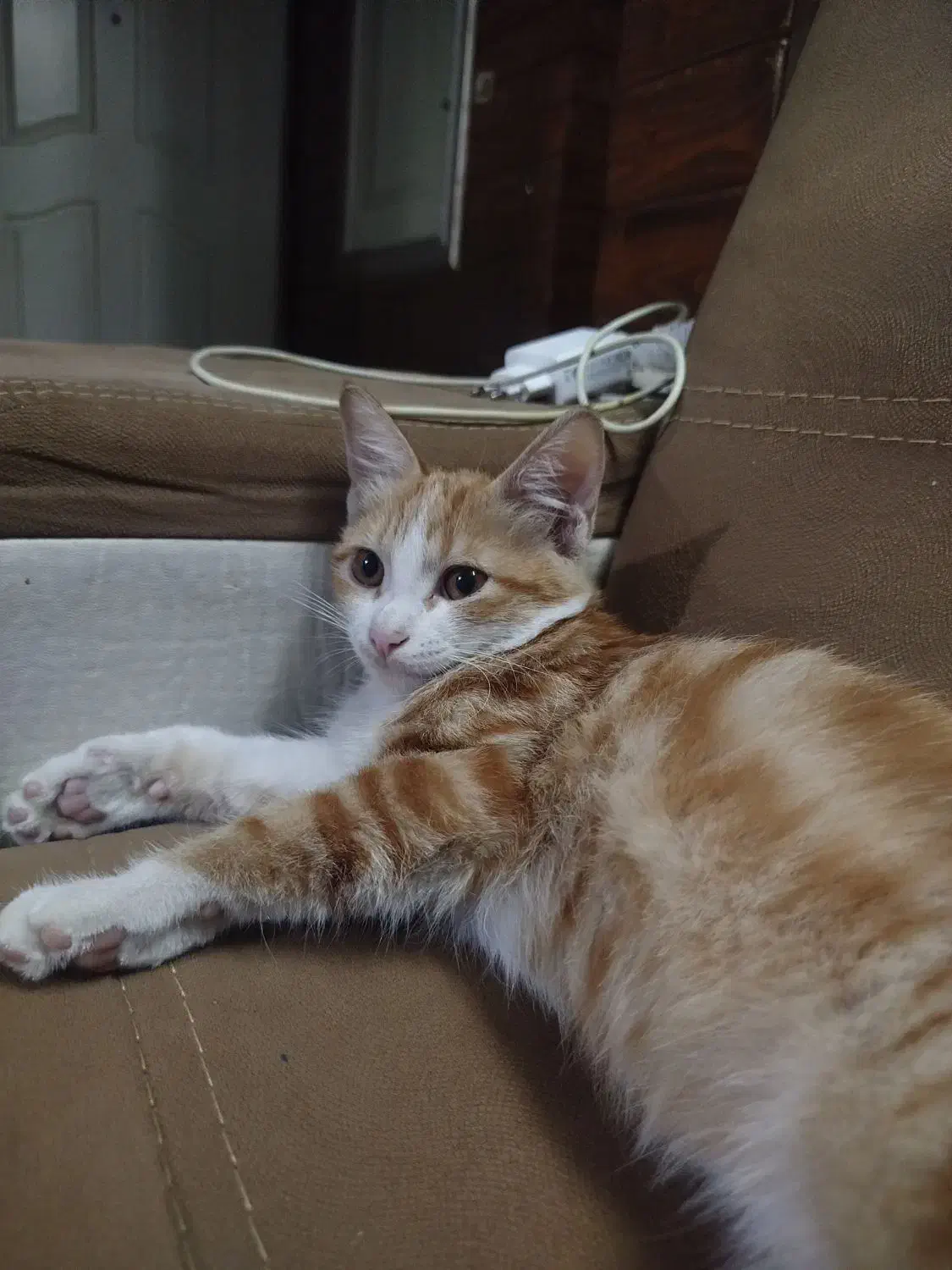 گربه|حیوانات|مشهد, سید رضی|دیوار