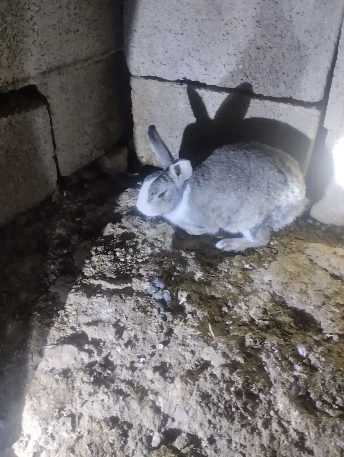 خرگوش نر|موش و خرگوش|اندیکا, |دیوار