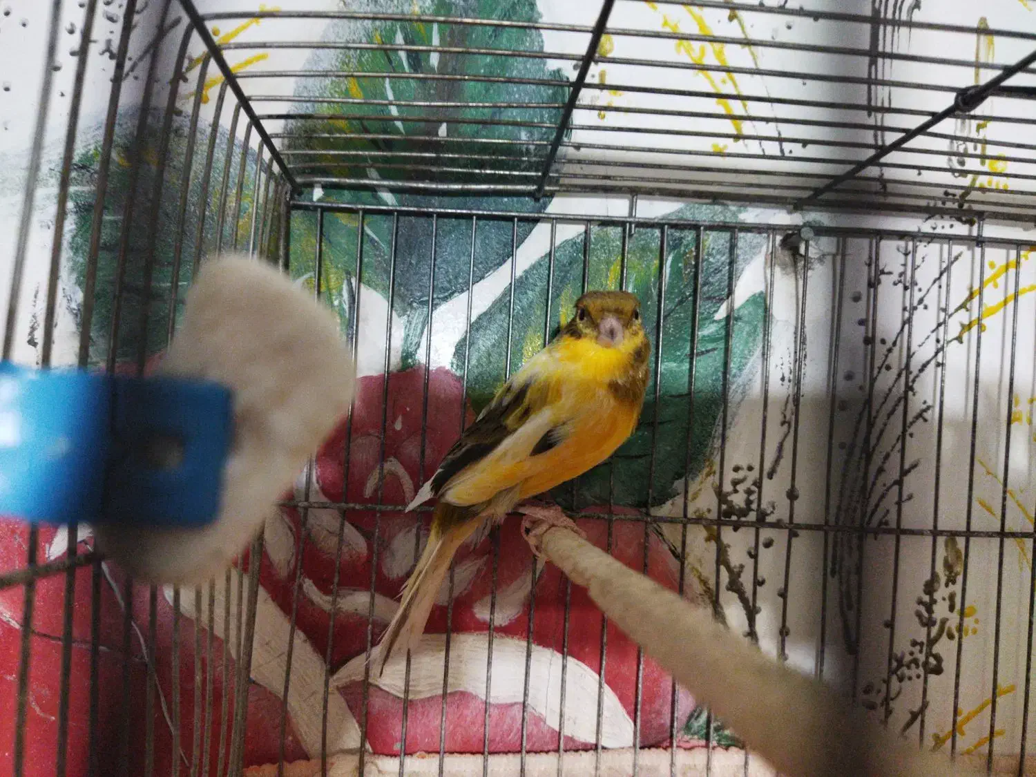 قناری ، سهره قناری ، عروس هلندی|پرنده|بهمن صغاد, |دیوار