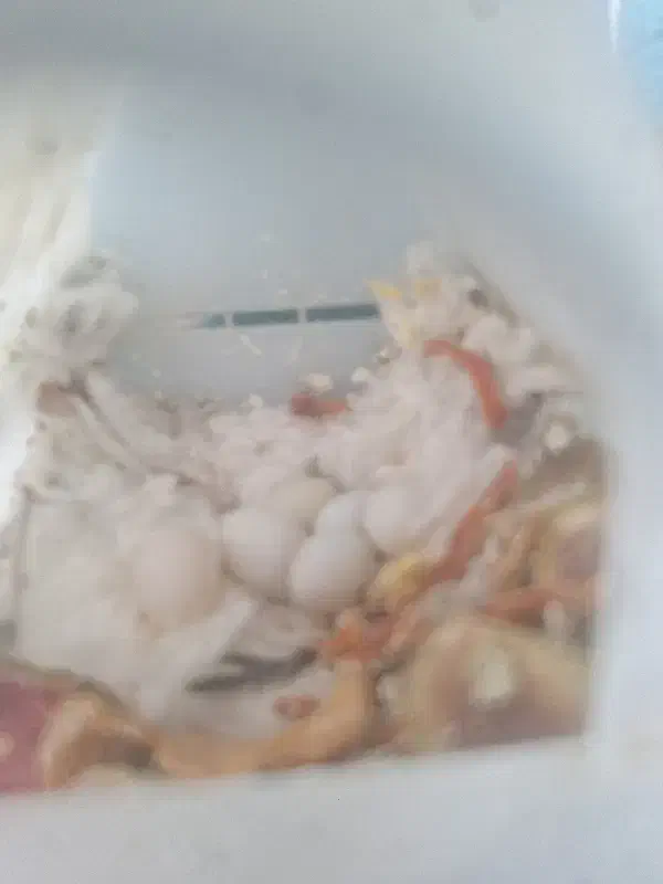 فنچ|پرنده|سهند, |دیوار