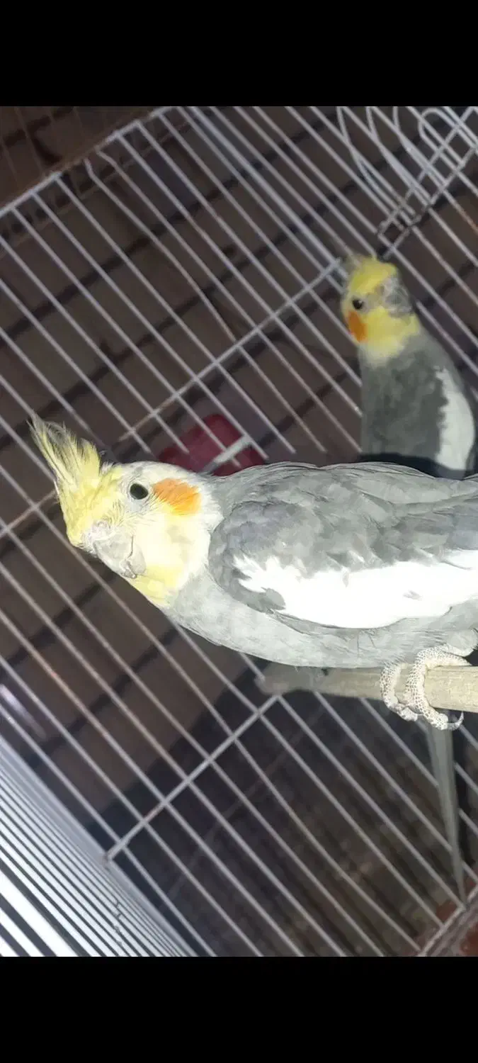 طوطی عروس نر|پرنده|تاکستان, |دیوار