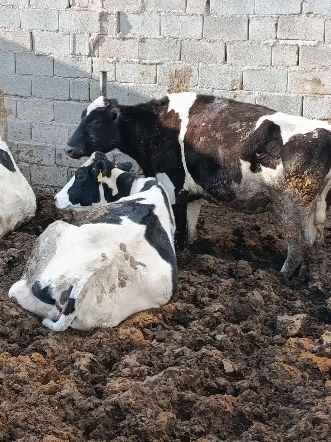 ماده گاو|حیوانات مزرعه|امامزاده عبدالله, |دیوار