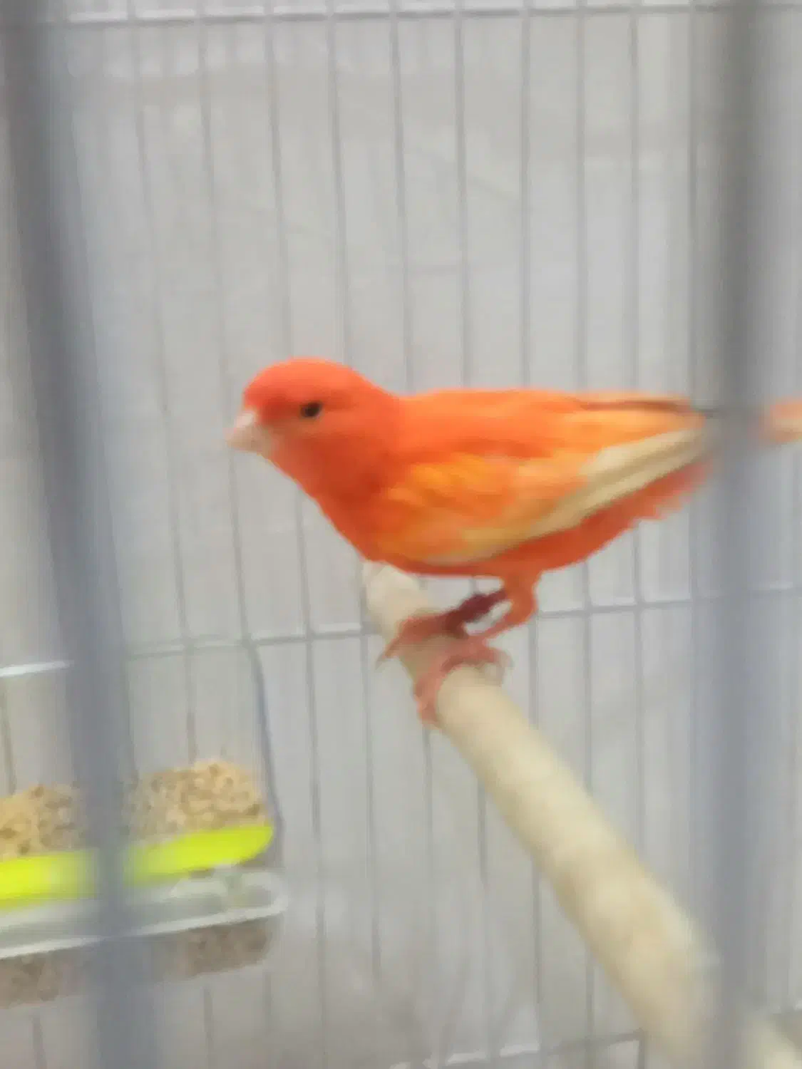 قناری سرخ اورجینال ردفاکتور|پرنده|مشهد, خرمشهر|دیوار