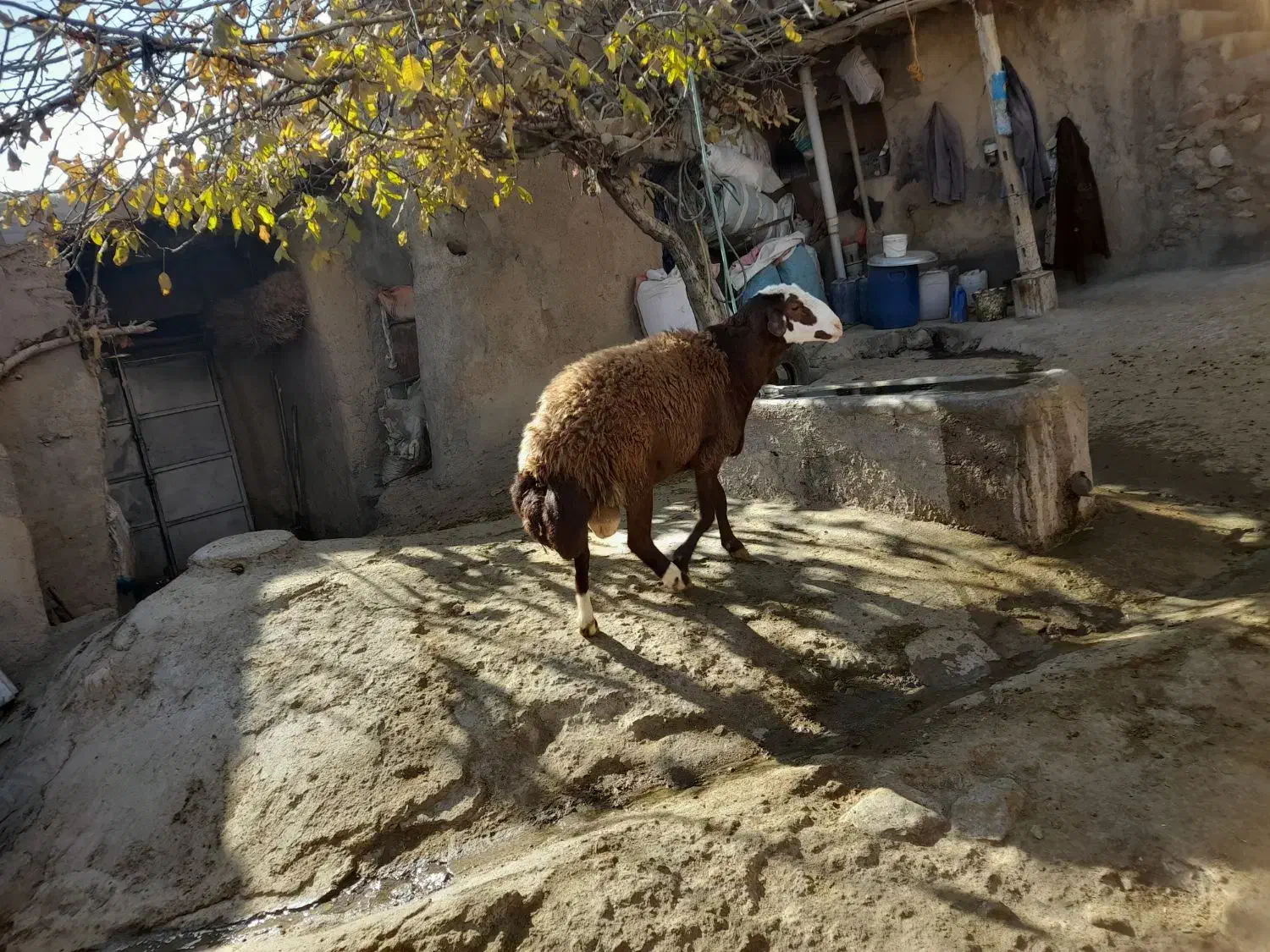 گوسفند مهربان نسل قدیم|حیوانات مزرعه|قلقل رود, |دیوار