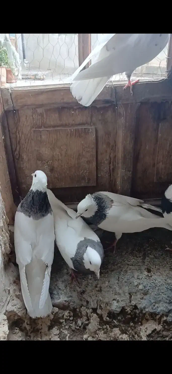 فروش چند جفت طوقی کرمانشاهی|پرنده|سمیرم, |دیوار