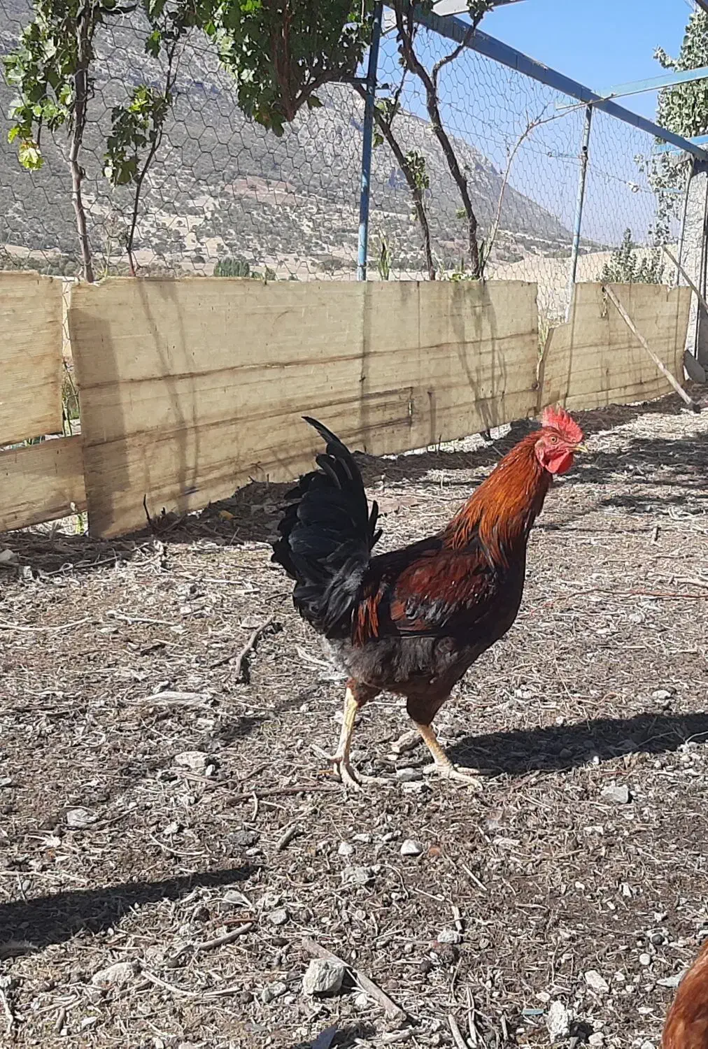 خروس محلی|حیوانات مزرعه|سروآباد, |دیوار