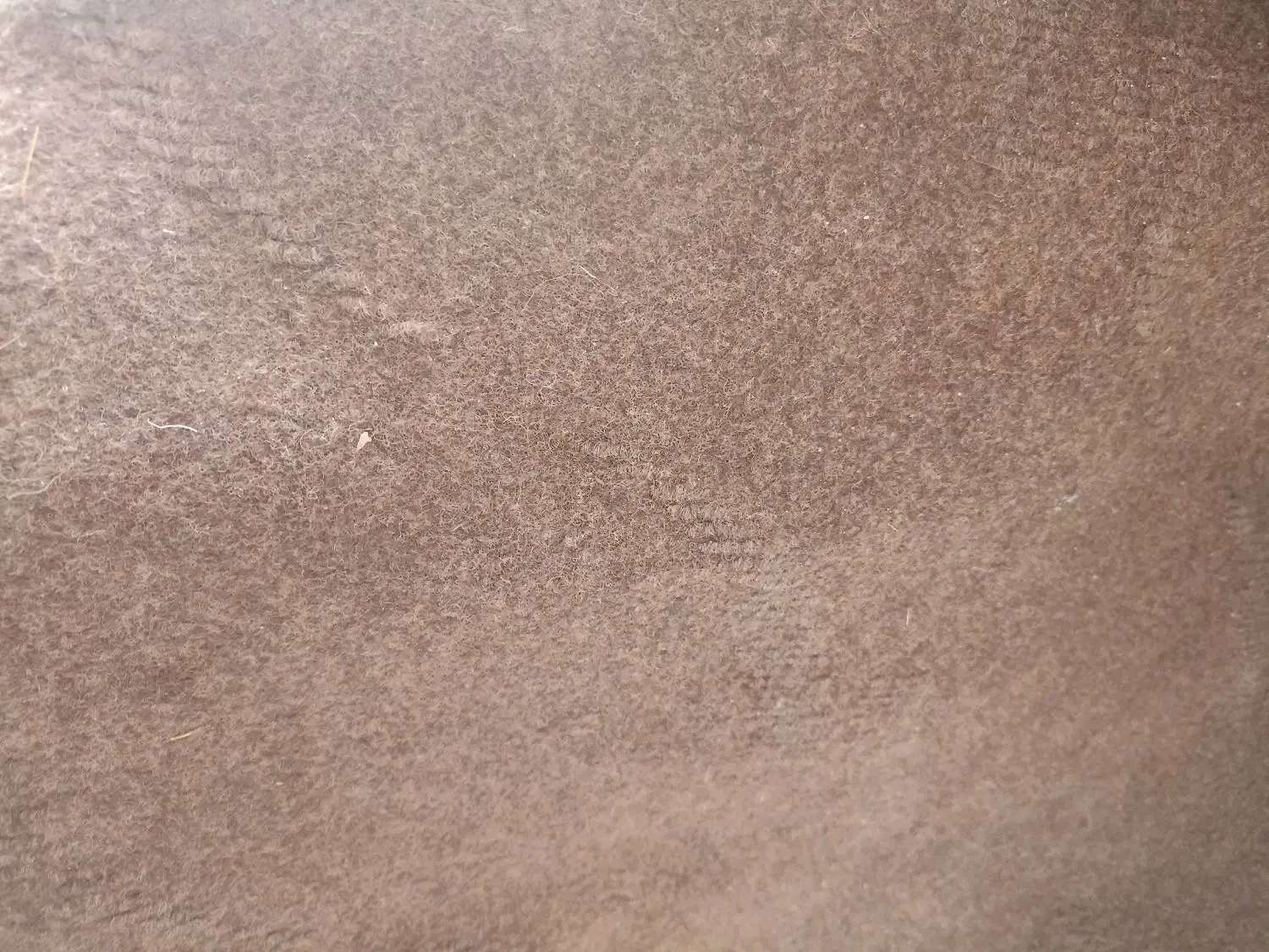 سلام موکت|موکت|همدان, |دیوار