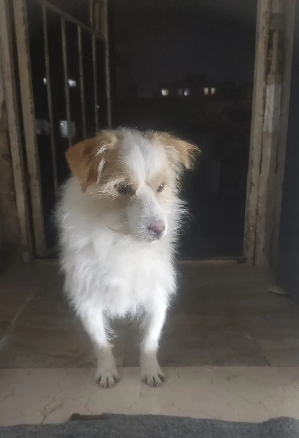 واگذاری سگ|سگ|فردیس, شهرک شهید حسینی|دیوار