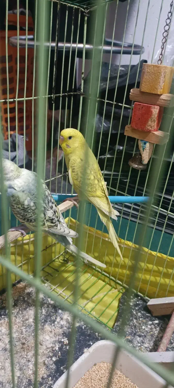 مرغ عشق|پرنده|اندیمشک, |دیوار