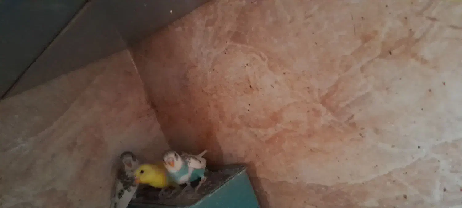 چهارعدد جوجه مرغ عشق  خوش رنگ|پرنده|پاکدشت, پاکدشت (مامازند)|دیوار