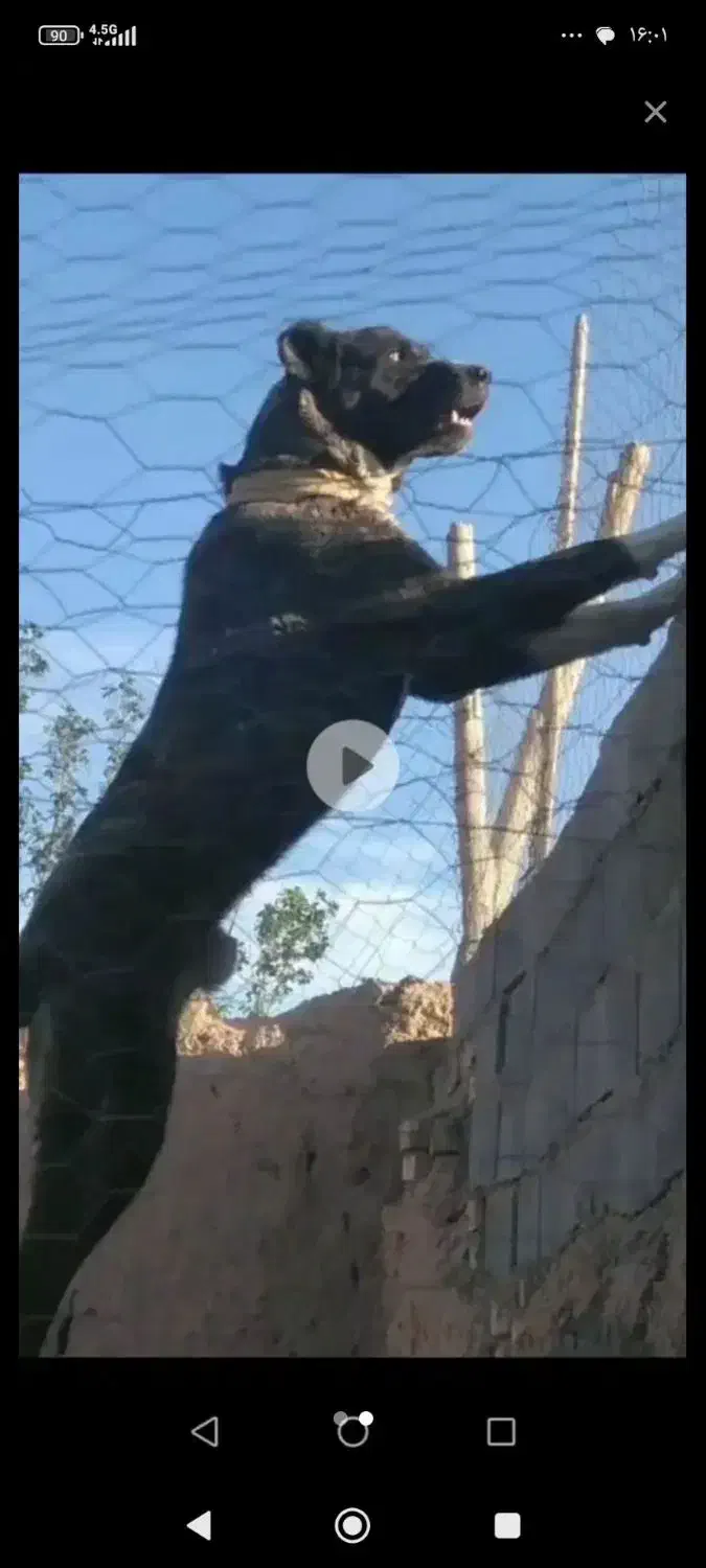 سگ افغانی نژاد داره 15ماهه|سگ|شاهرود, |دیوار