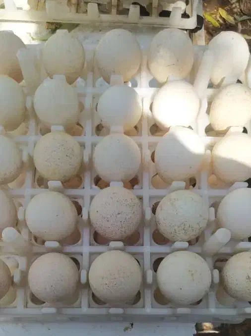 تخم نطفه دار بوقلمون بوربون و برنز|حیوانات مزرعه|کرج, خرمدشت|دیوار