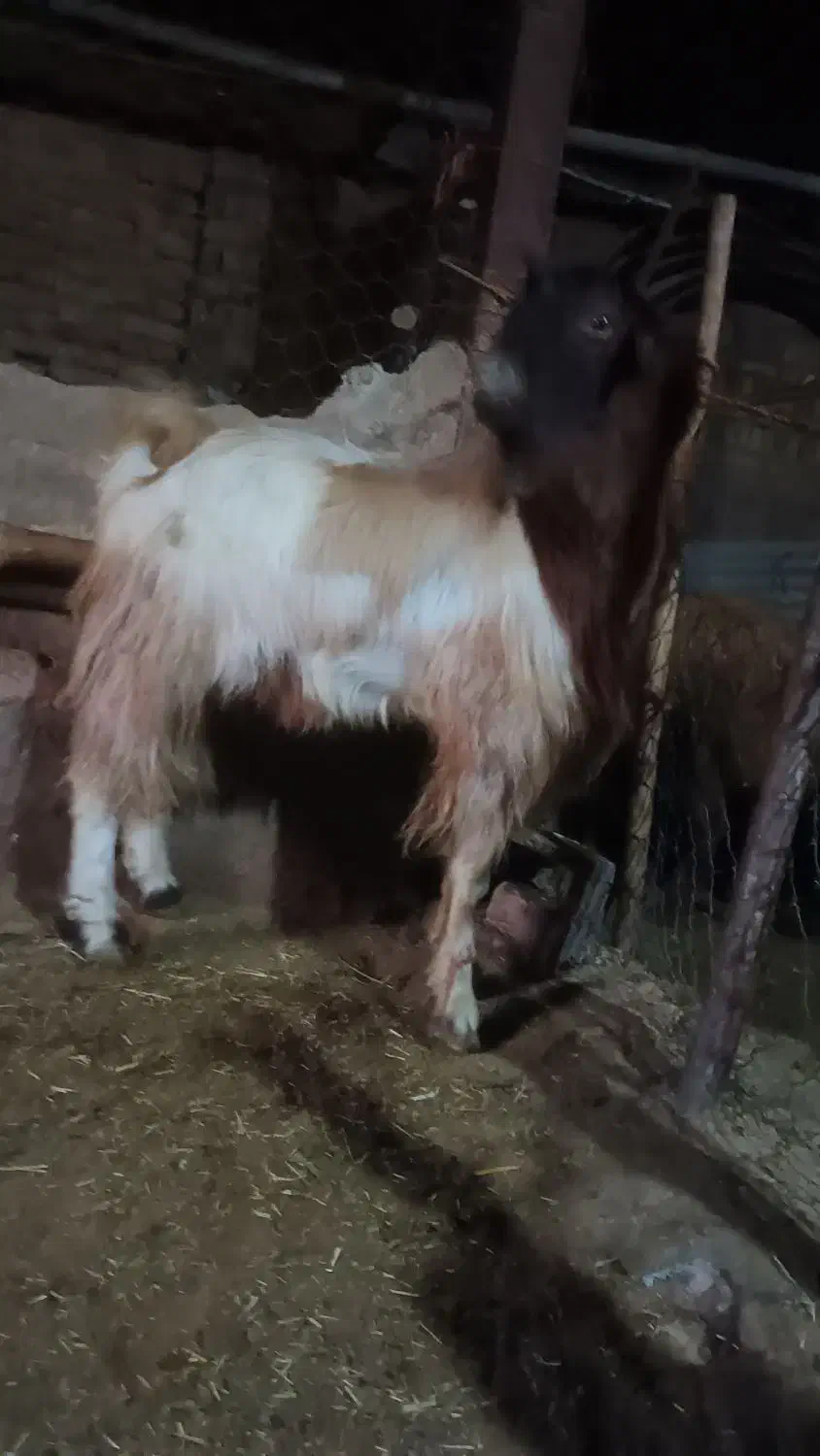 بز نر یک ساله|حیوانات مزرعه|پیر سلیمان, |دیوار