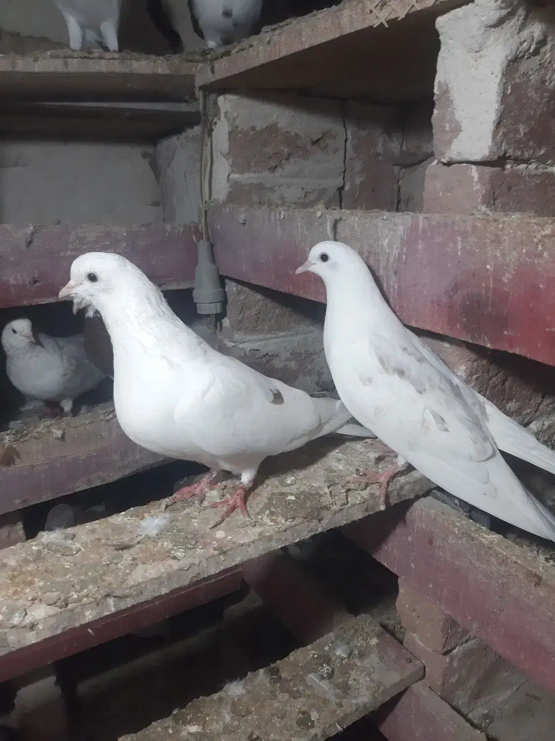 طوقی اویناق|پرنده|نمین, |دیوار