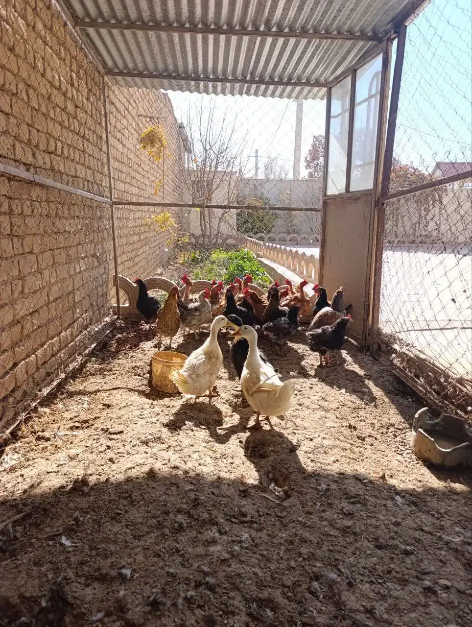 مرغ تخم گذار|حیوانات مزرعه|معصومیه, |دیوار