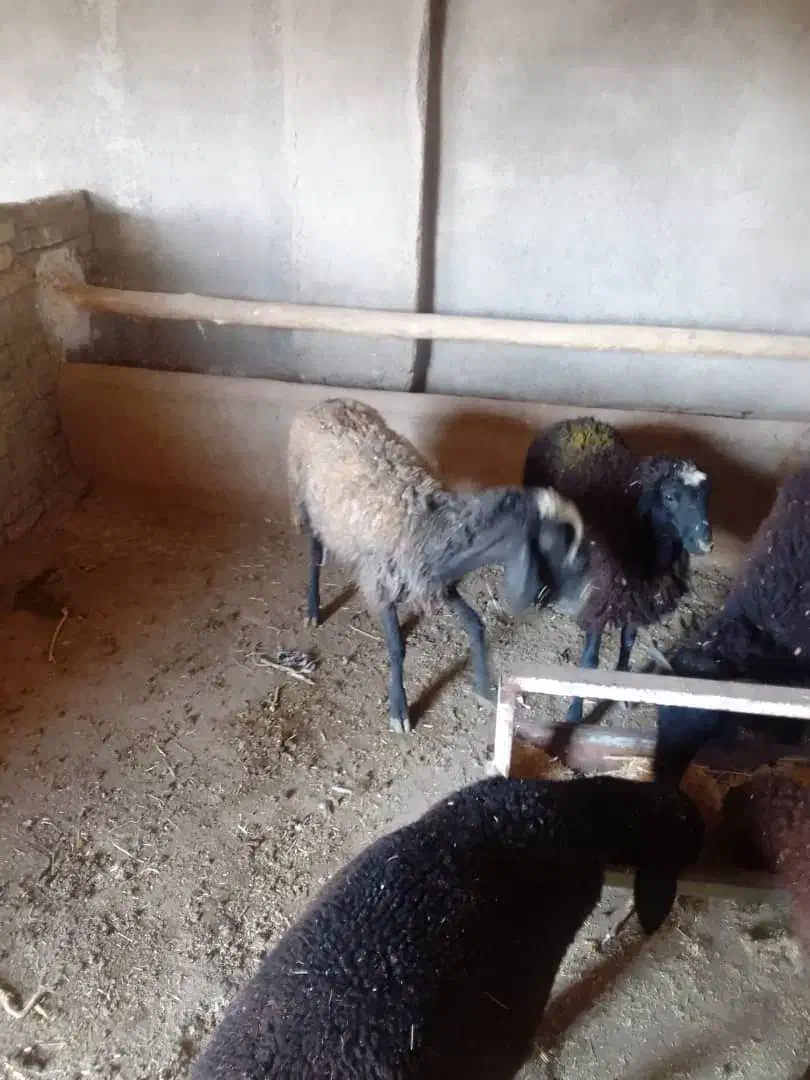 میش وبره|حیوانات مزرعه|کوهسار (البرز), |دیوار