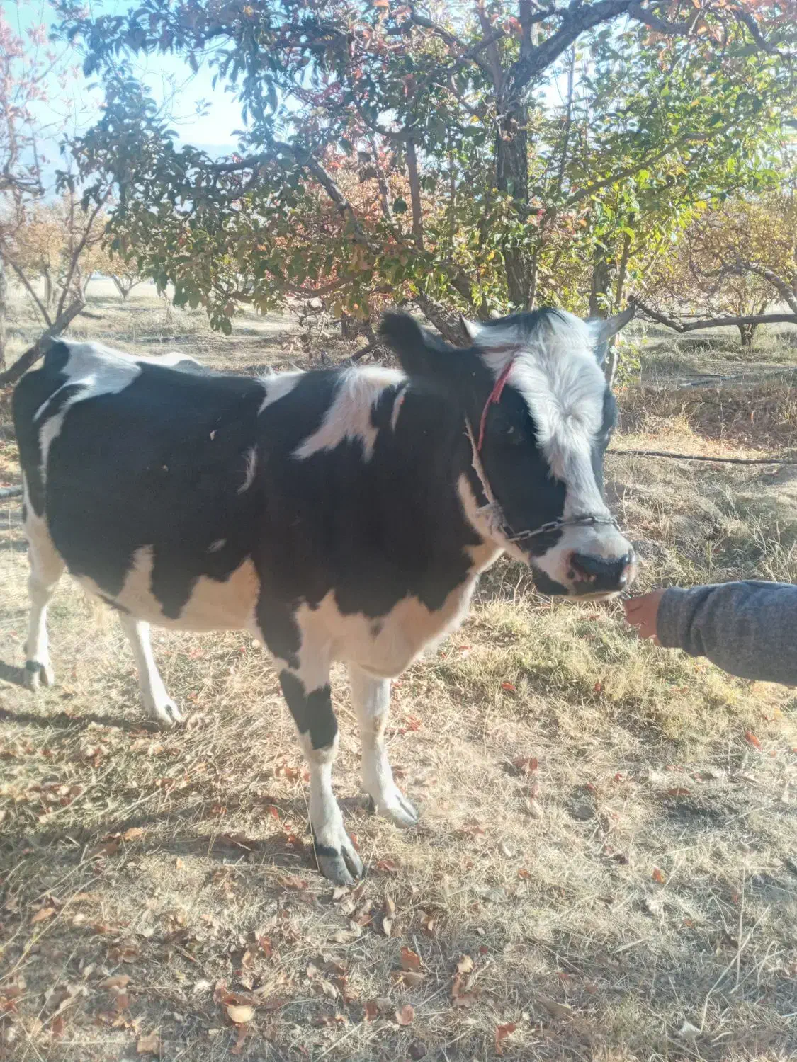 گاو|حیوانات مزرعه|پادنا علیا, |دیوار