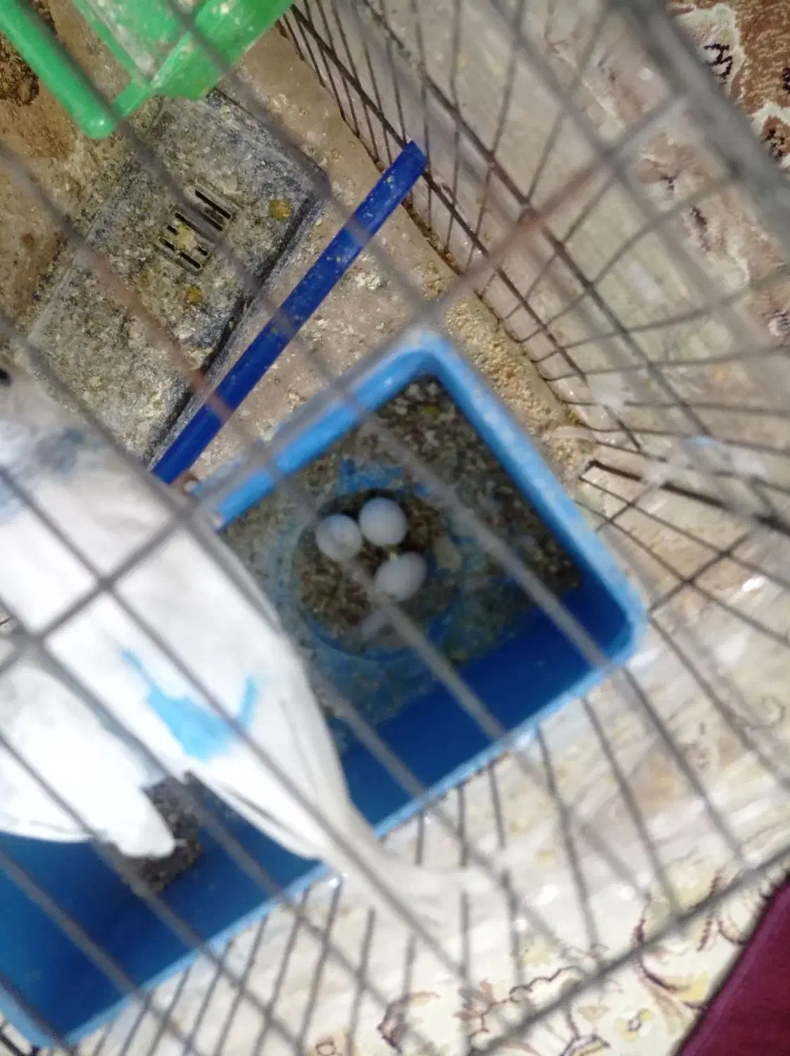 مرغ عشق نرو ماده ۳ عدد تخم مرغ|پرنده|اردبیل, |دیوار