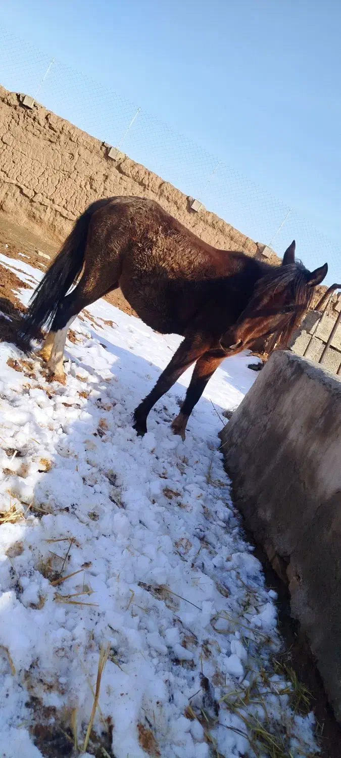 کره13ماهه|اسب و تجهیزات اسب‌سواری|سبزوار, قصبه غربی|دیوار