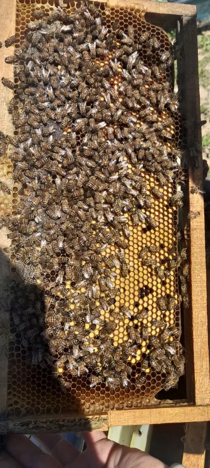 حرفه ای زنبوردار شو|خدمات آموزشی|بهبهان, |دیوار