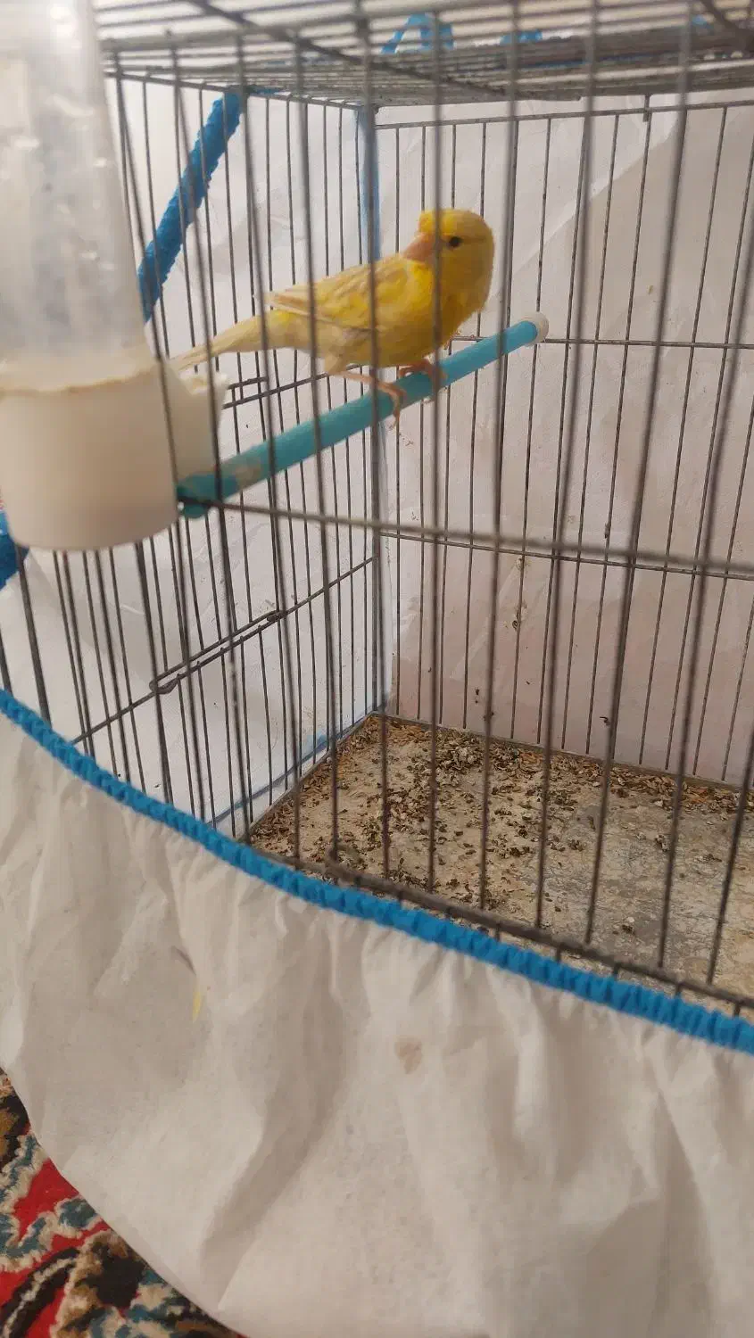 فروش دو عدد قناری|پرنده|تاکستان, |دیوار