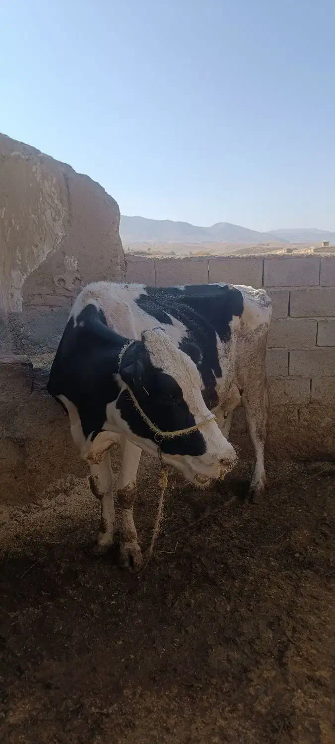 گاو‌سمینتال‌باگوساله|حیوانات مزرعه|بجنورد, |دیوار