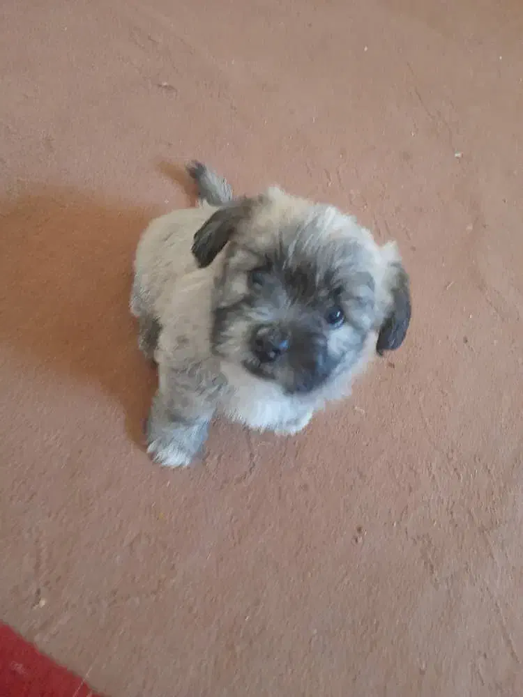 توله تریر فلت|سگ|اصفهان, عمان سامانی|دیوار