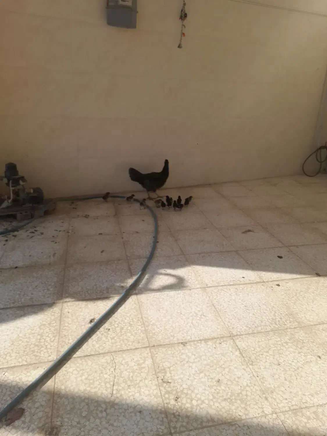 مرغ لاری با۱۴تا جوجه|حیوانات مزرعه|گنبد کاووس, |دیوار