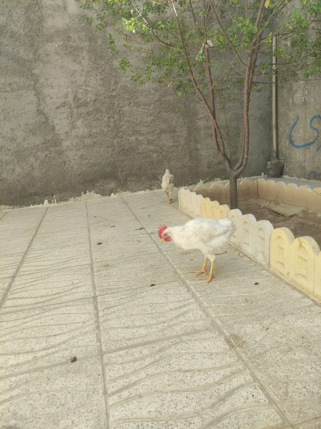 خروس|حیوانات مزرعه|کوهدشت, |دیوار