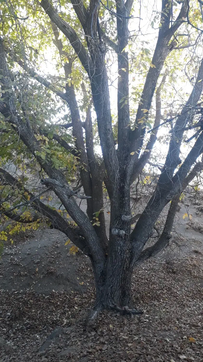 چوب گردو فروشی|گل و گیاه طبیعی|سنقر, |دیوار