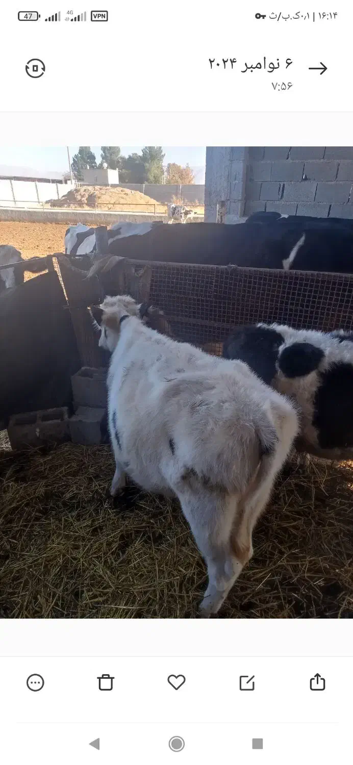 سلام گاو گوساله ماده جنس درجه یک|حیوانات مزرعه|مرودشت, مسجد رسول|دیوار
