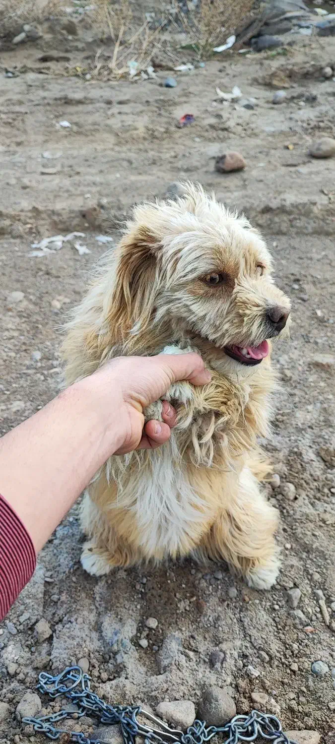 گم شده سراب|حیوانات|سراب, |دیوار