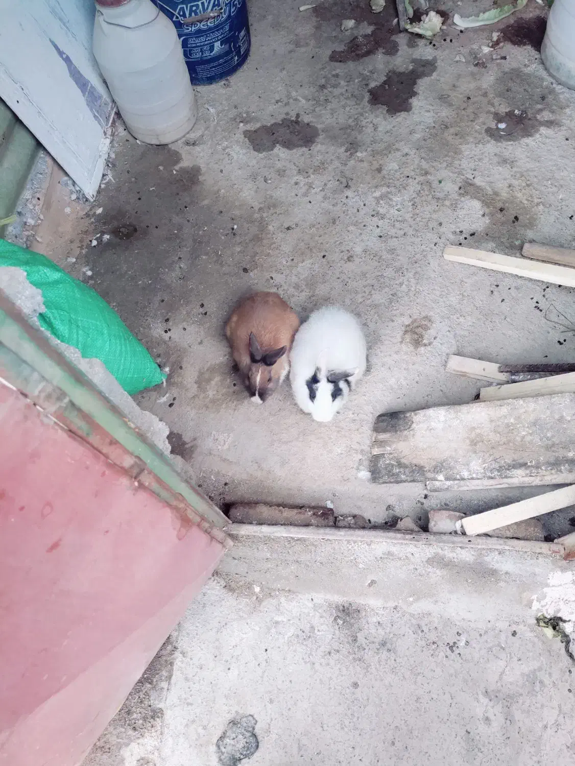 خرگوش|موش و خرگوش|سقز, |دیوار