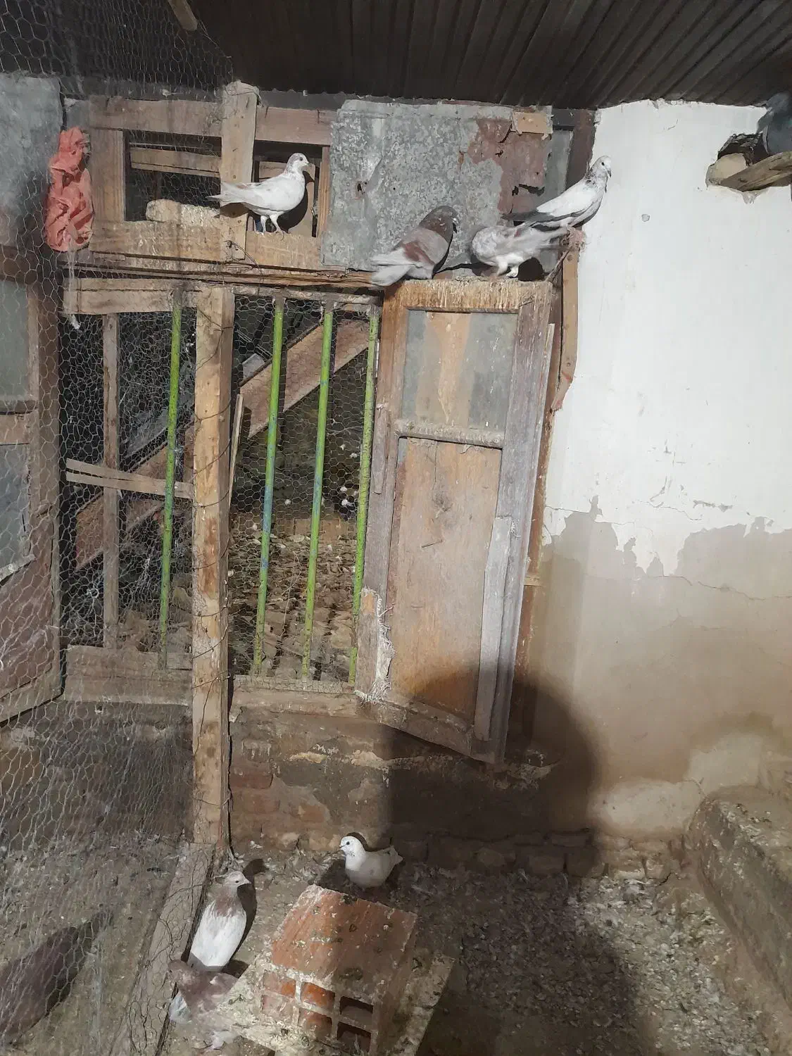 چندعددکبوترپرشی|پرنده|نوکنده, |دیوار